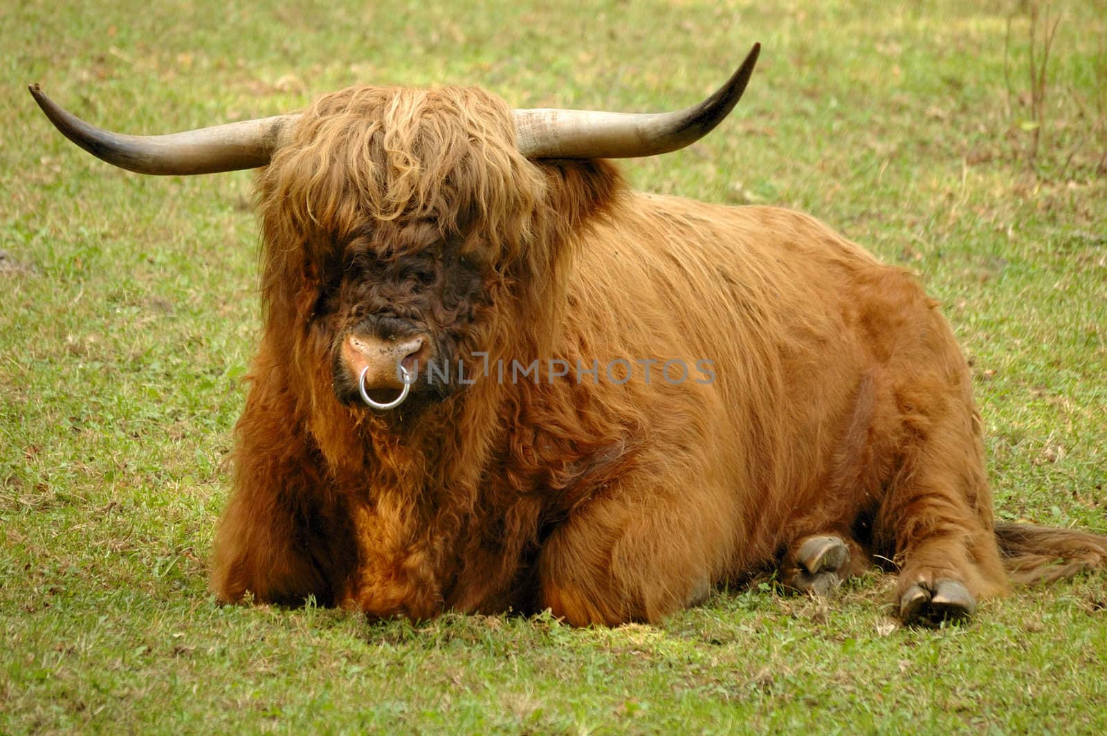 A Scottish Highland bull, resting in his pasture. Known as the 'Hairy coo' in Scotland.