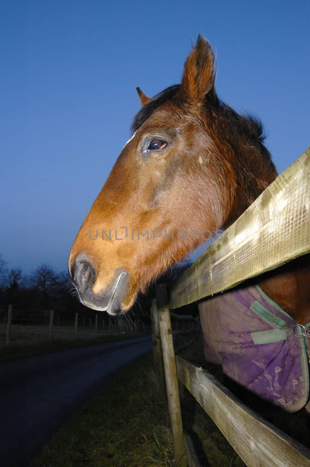 A chestnut horse, looking hopefully over the fence in the evening light. Space for copy in the blue sky or black beneath.