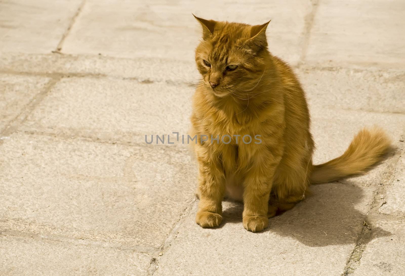 Typical street cat on the Mediterranean island of Malta   