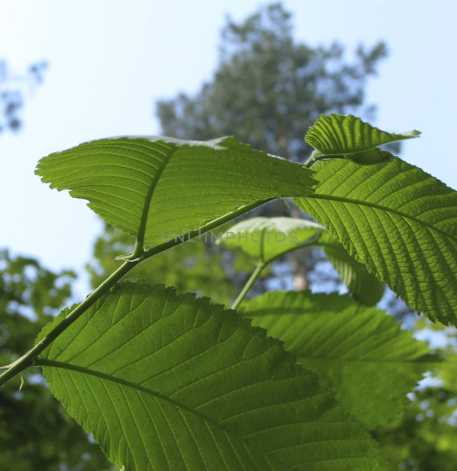 Close-up to fresh leaves