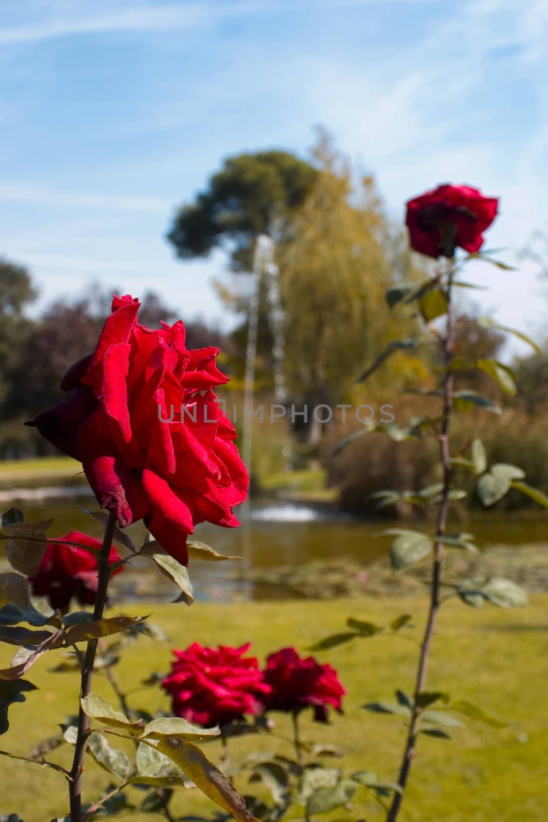 a red rose flower in a desfocused garden