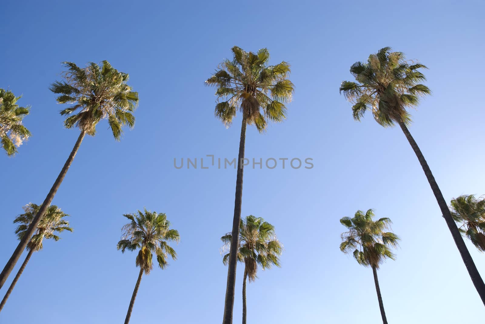Low angle shot of palm trees with blue sky as the background.