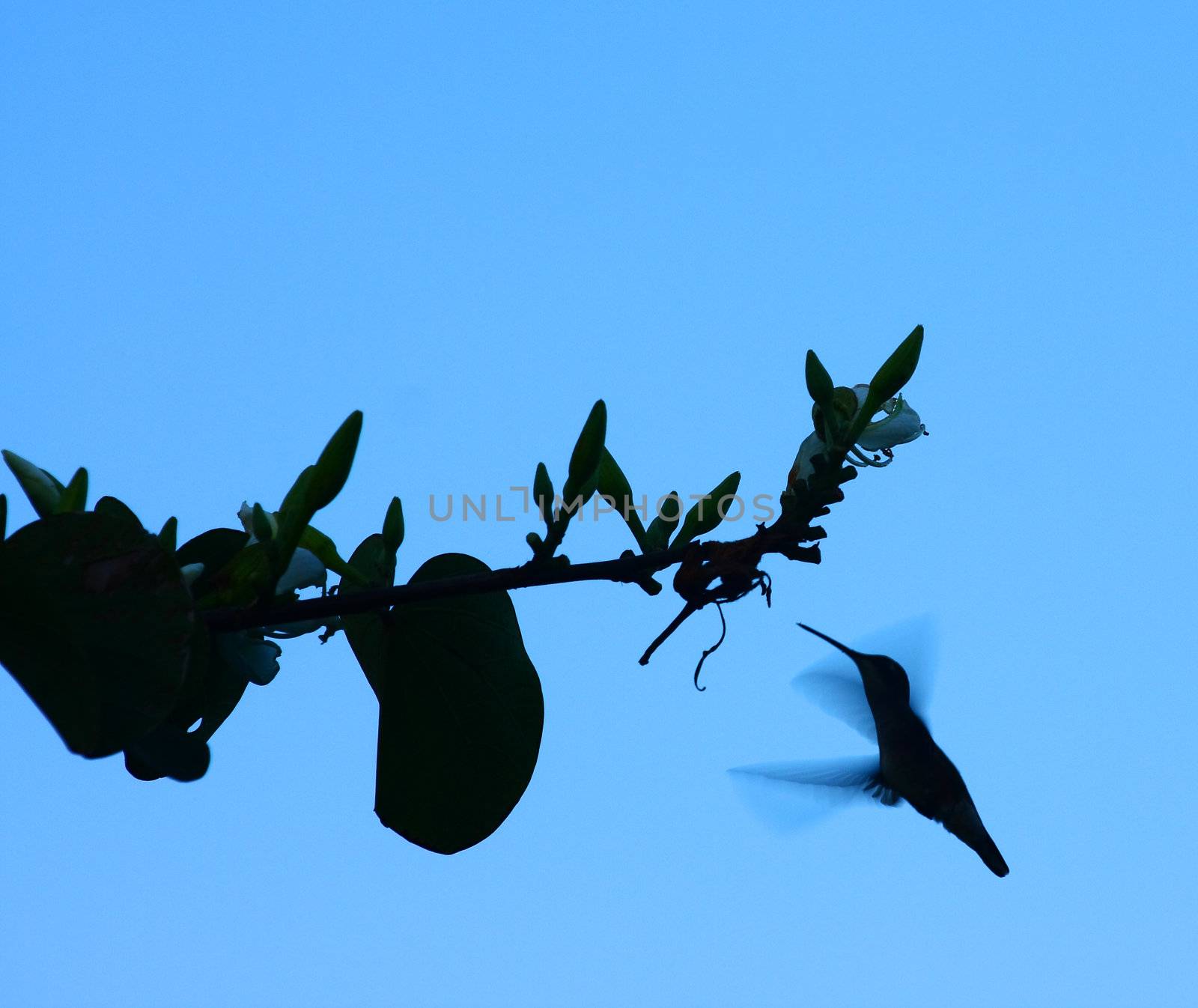Humming Bird in silhouette.