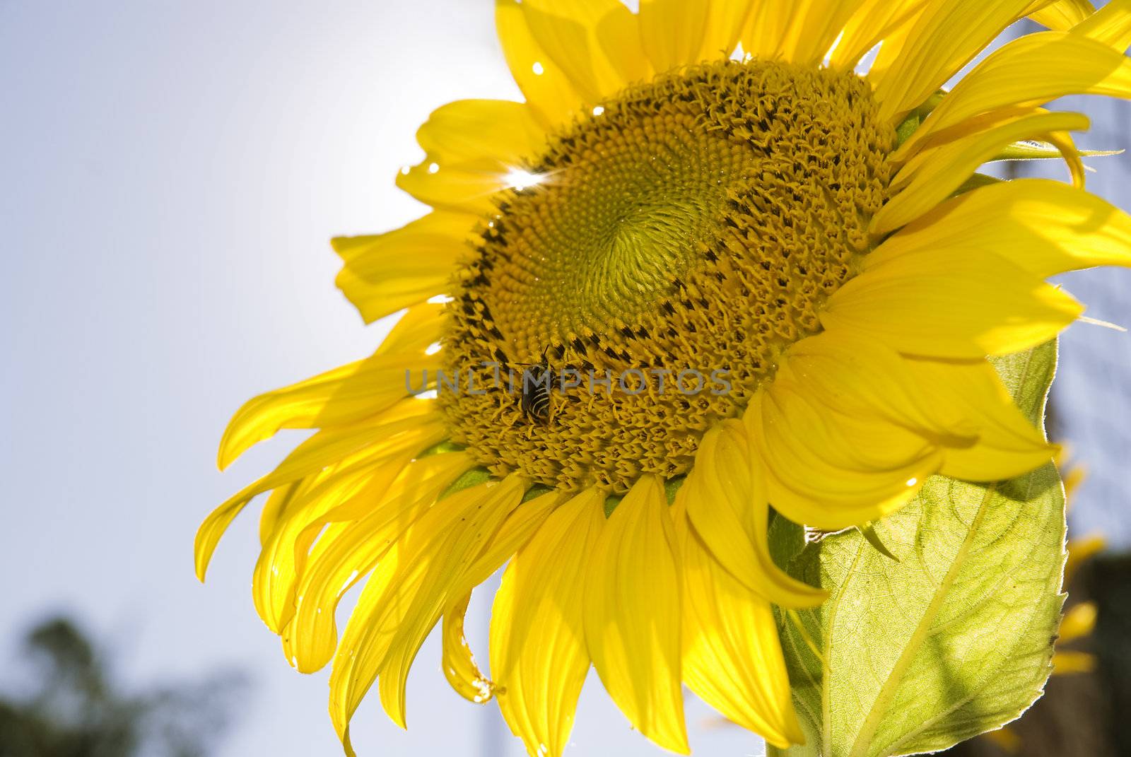 Detail shot of a sunflower with black bee collecting pollen. Blue sky with copy space.