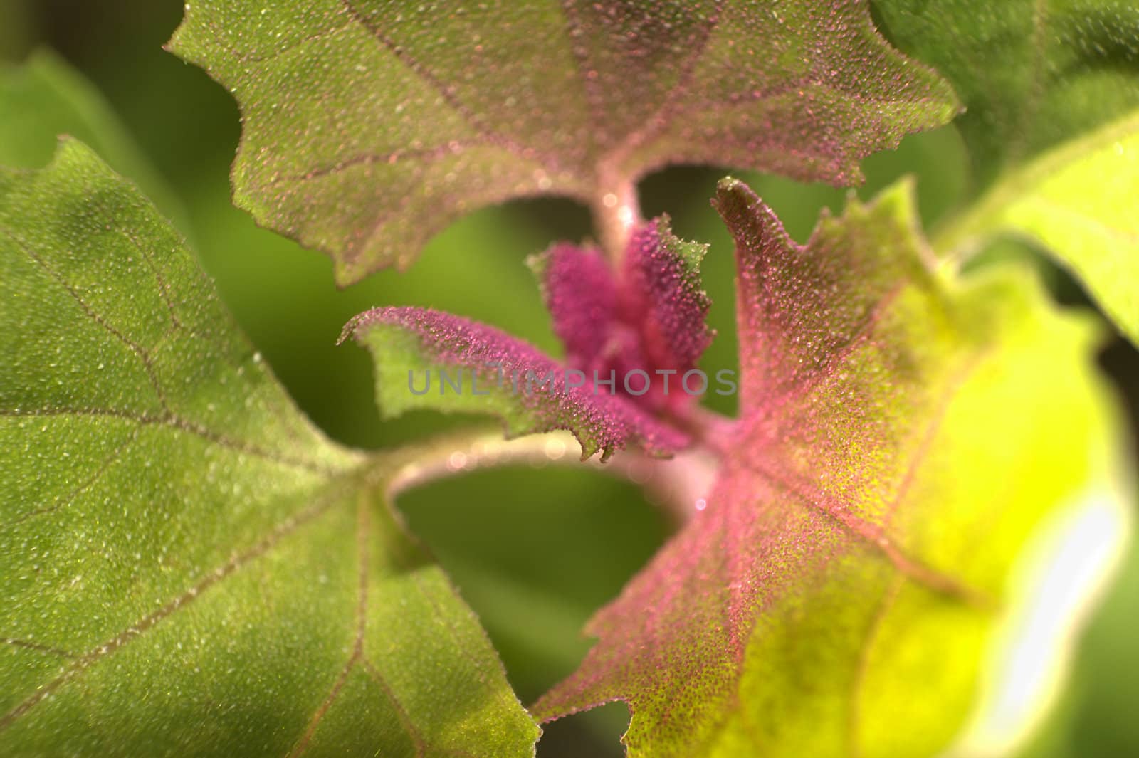 Colors of Atriplex hortensis