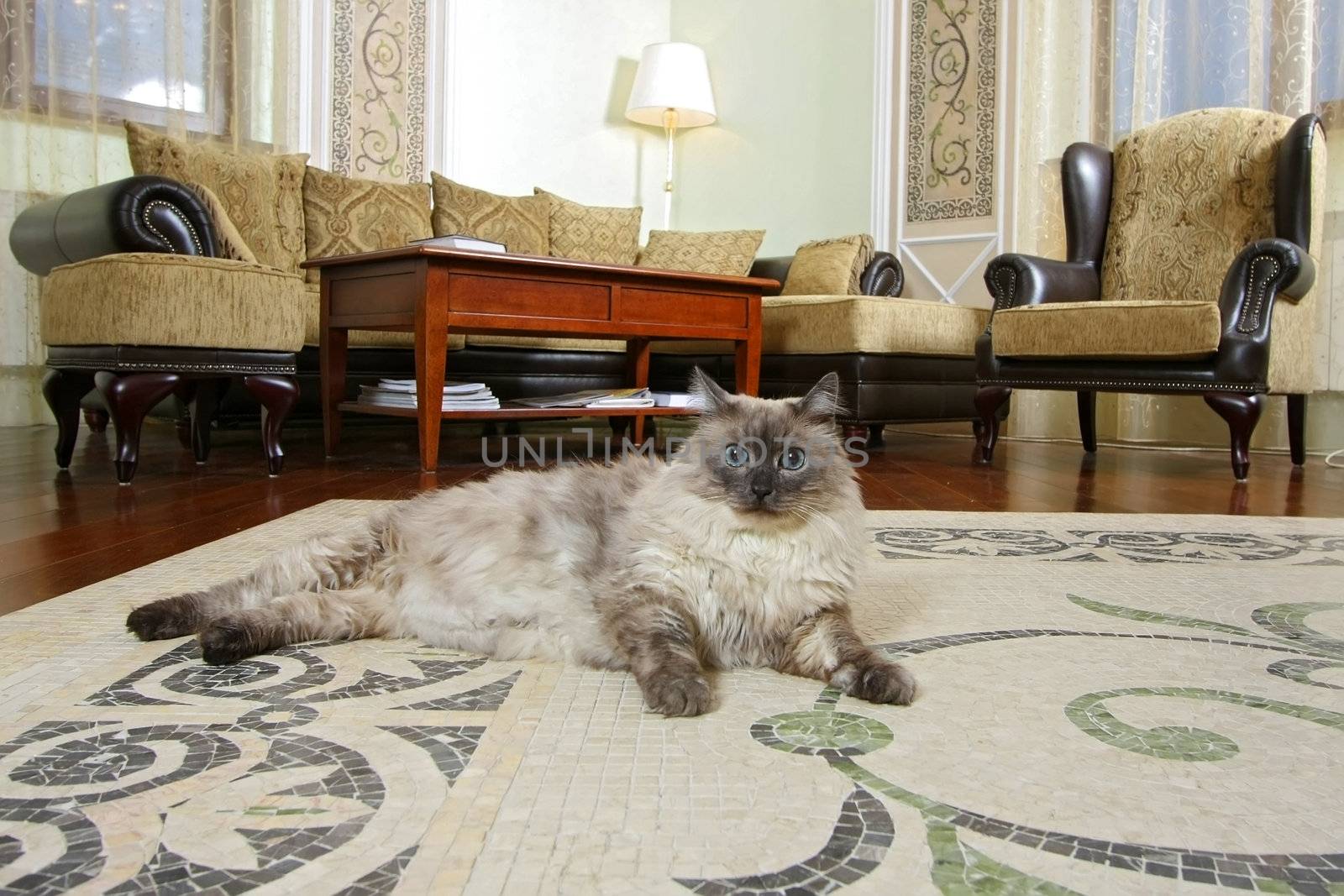 Spacious hall with a beautiful mosaic ornament on a floor. On a floor the blue-eyed cat lies.