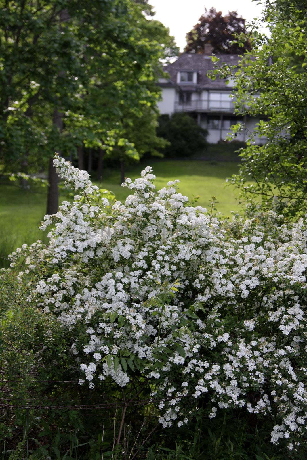 A bush with white flowers shot in the backyard of a luxury home at dusk.
