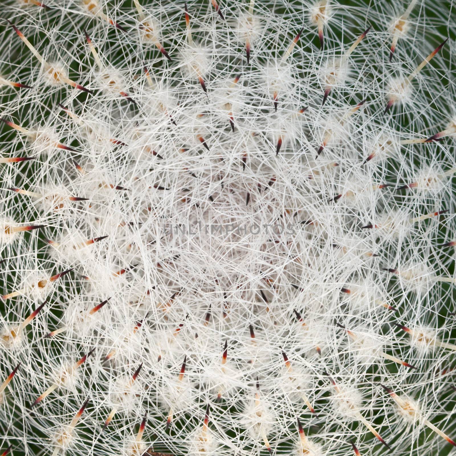 The top of cactus plant detail background
