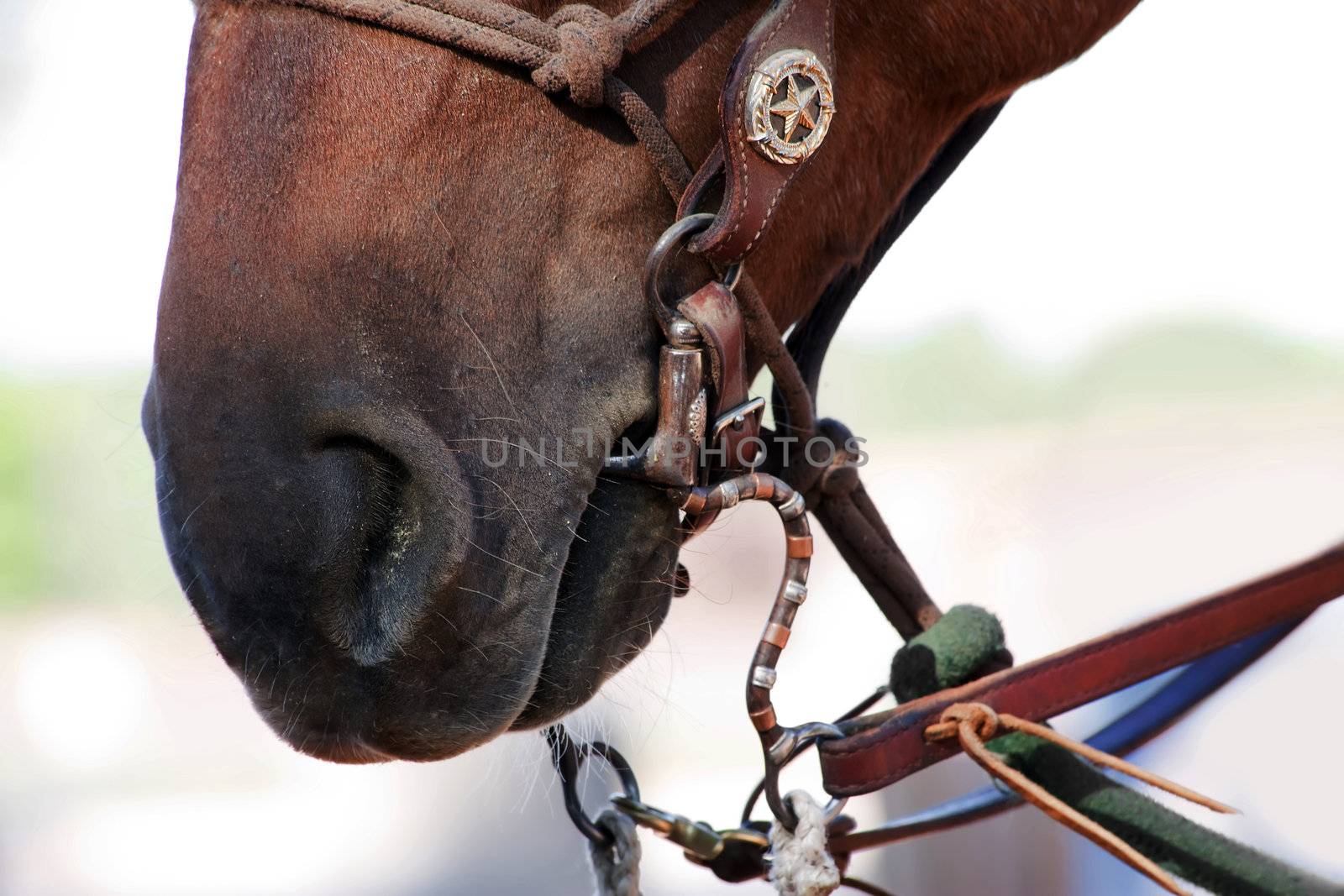 Closeup of mouth and nostril on brown horse