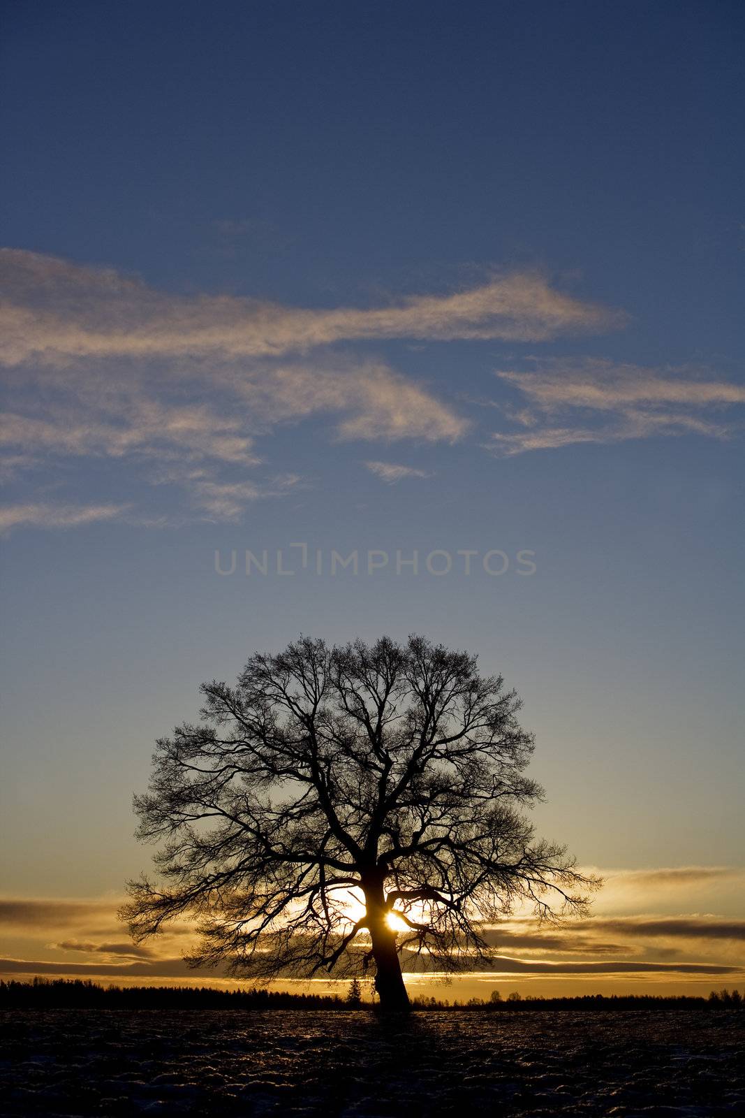 Tree in sundown by gemenacom