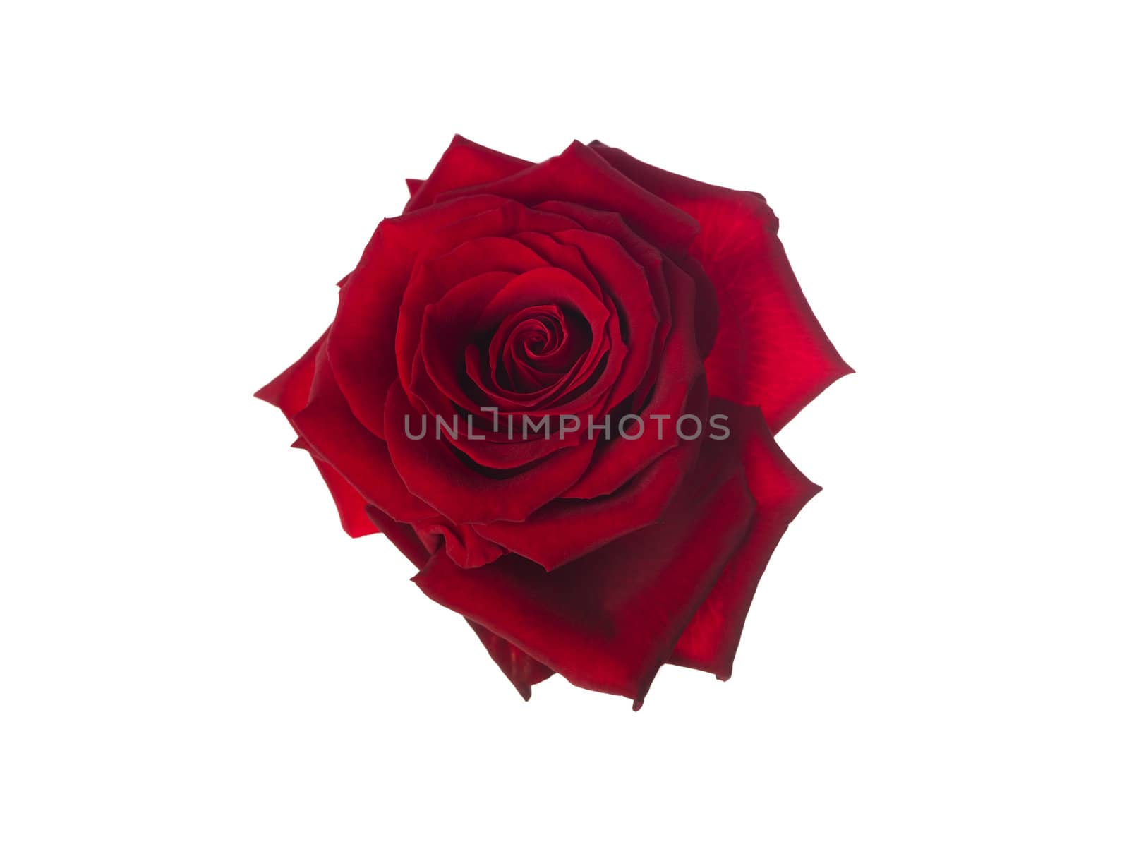 Rose by gemenacom
