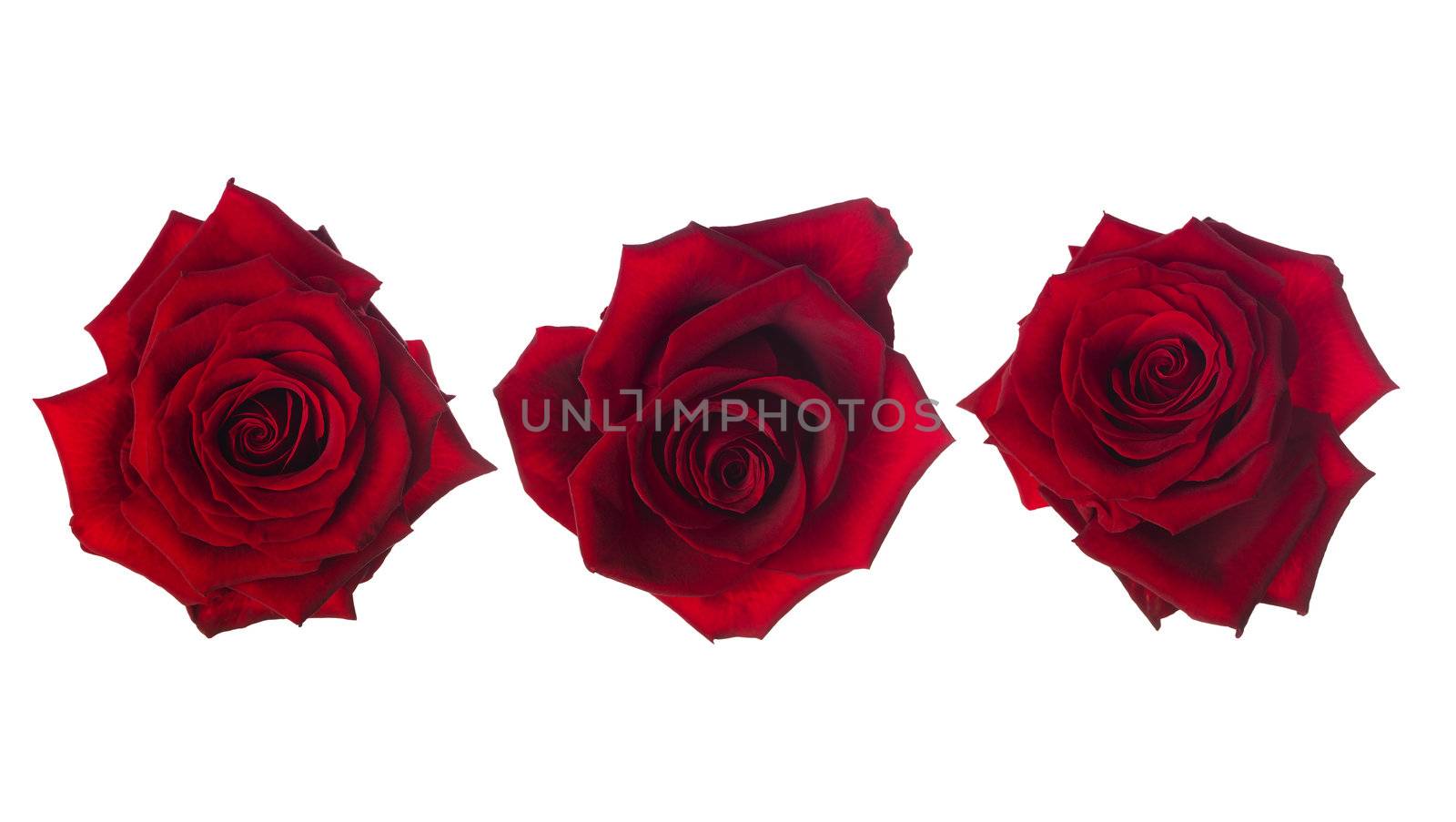 Red roses by gemenacom