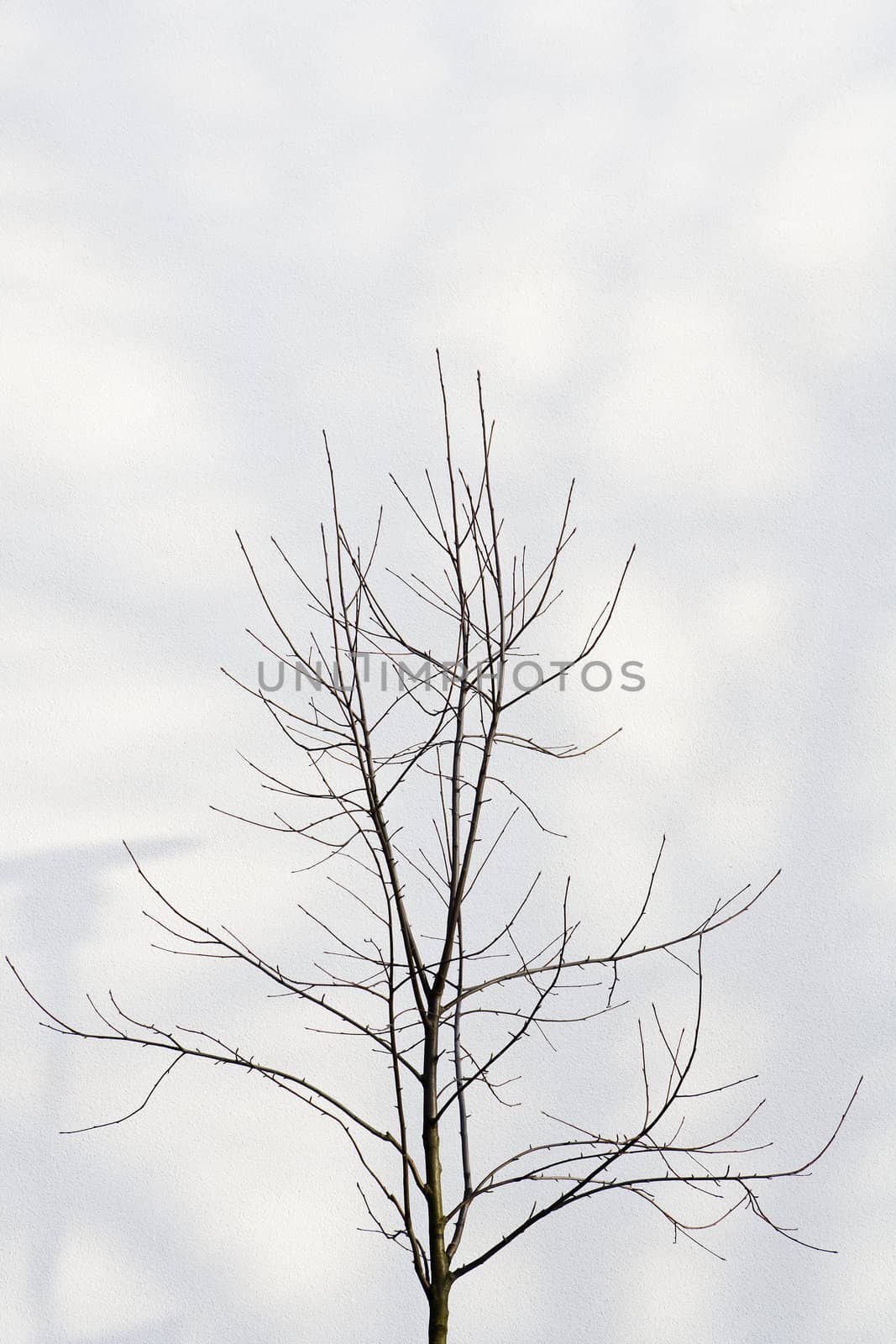 Tree against cloudy sky by gemenacom