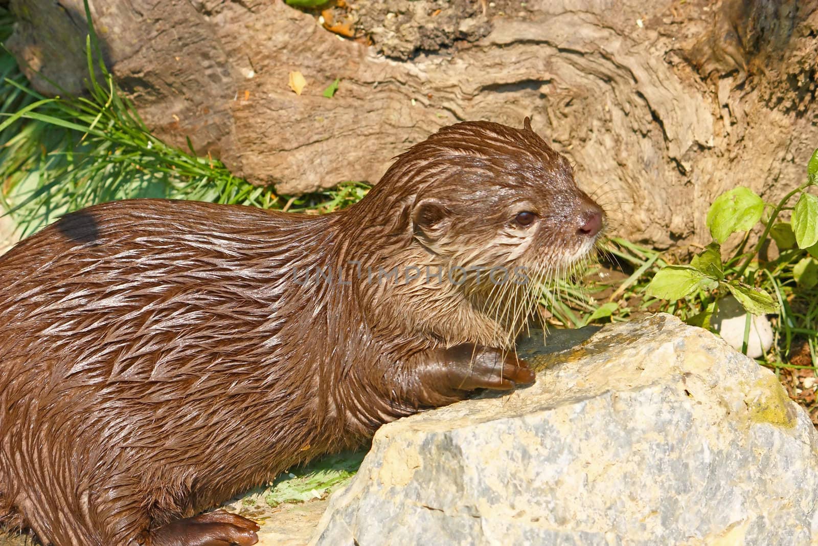 An oriental small-clawed otter taking a break after game