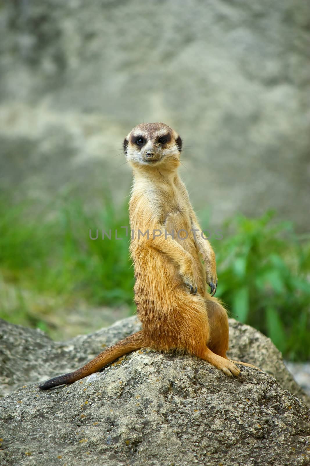 Meerkat watching over his family in zoo