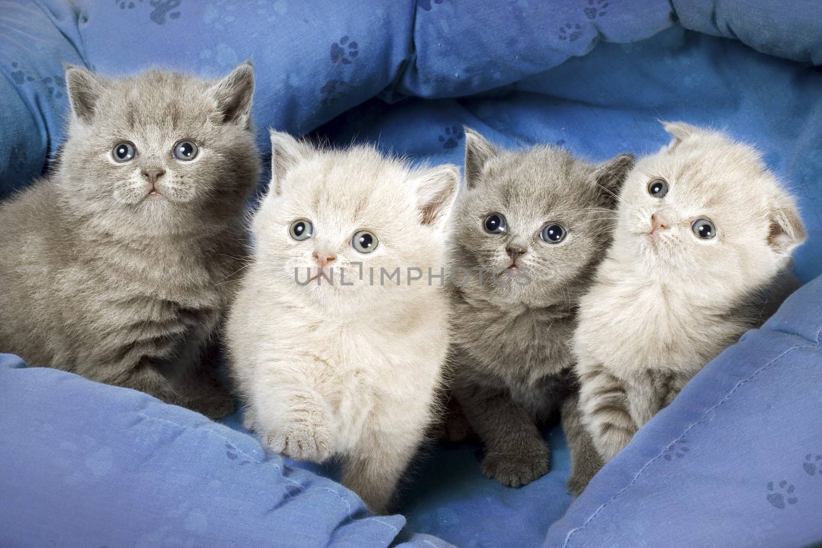 Four kitten by AlexKhrom