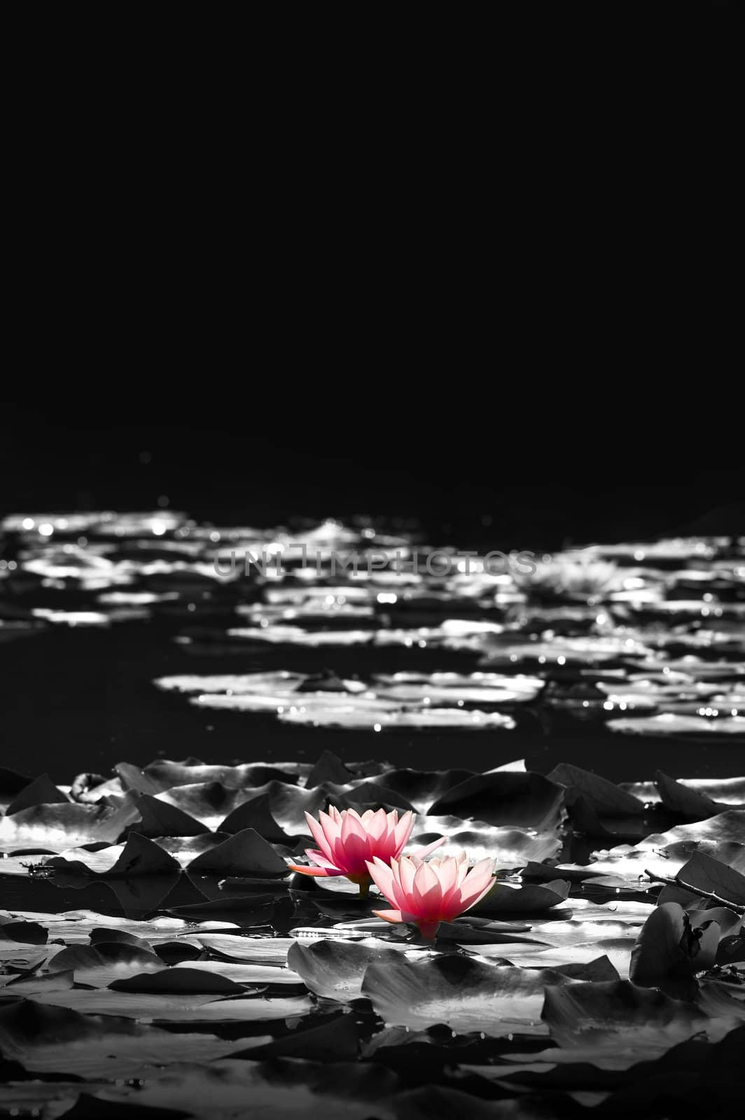 Lotus flower in the pond at summer time  with black background