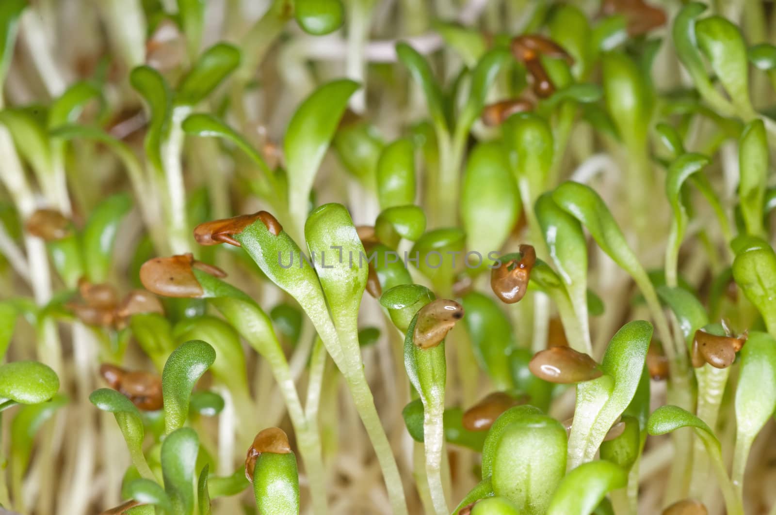 alfalfa-sprouts by Jochen