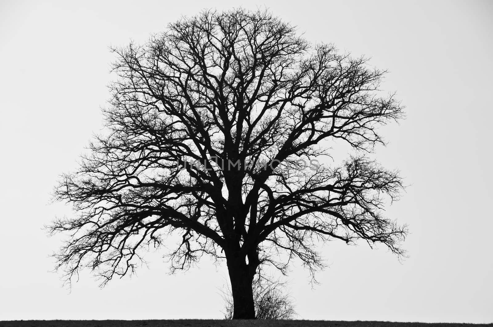 tree in wintertime