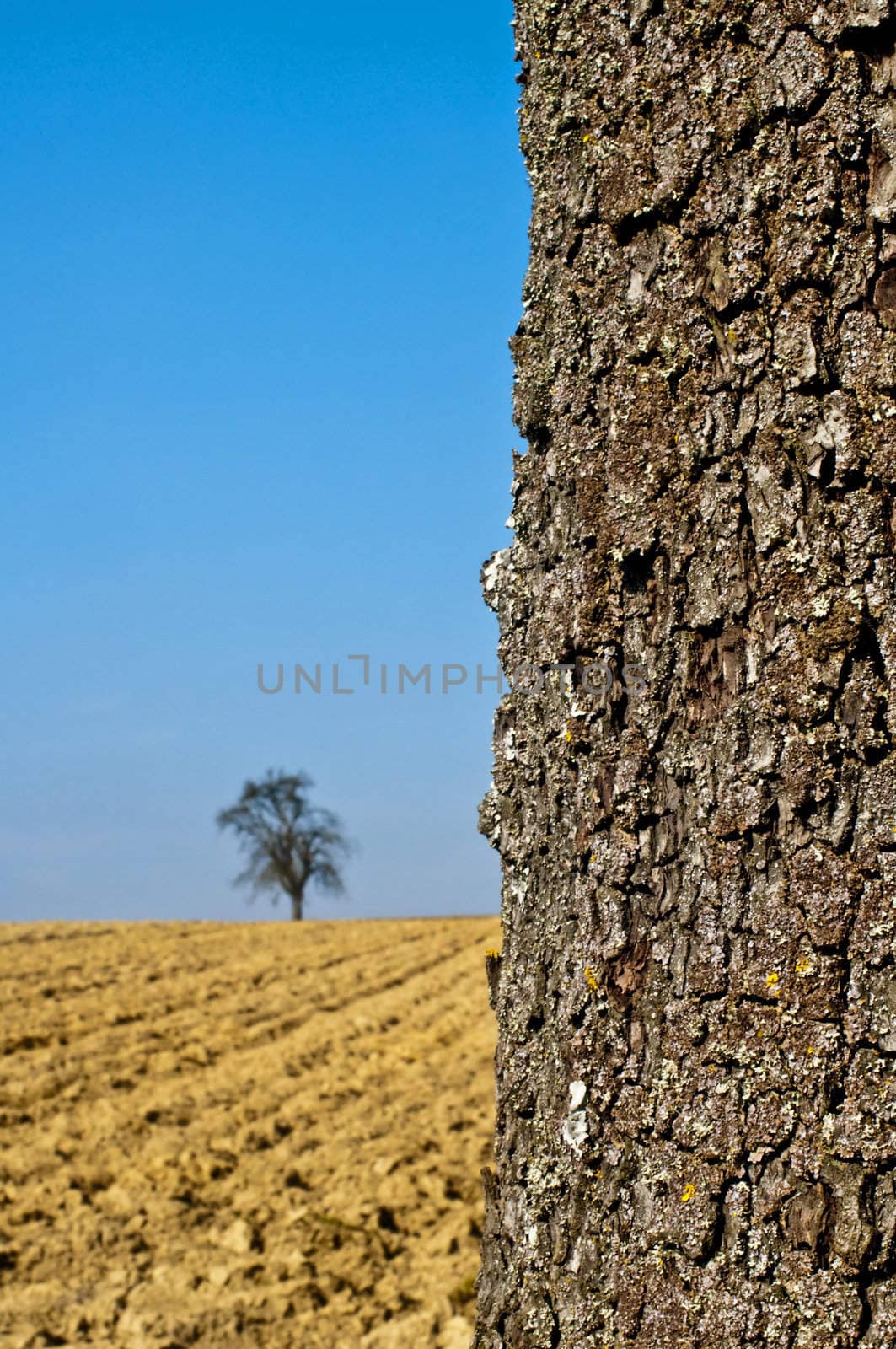 bark of a tree with blue sky and brown land