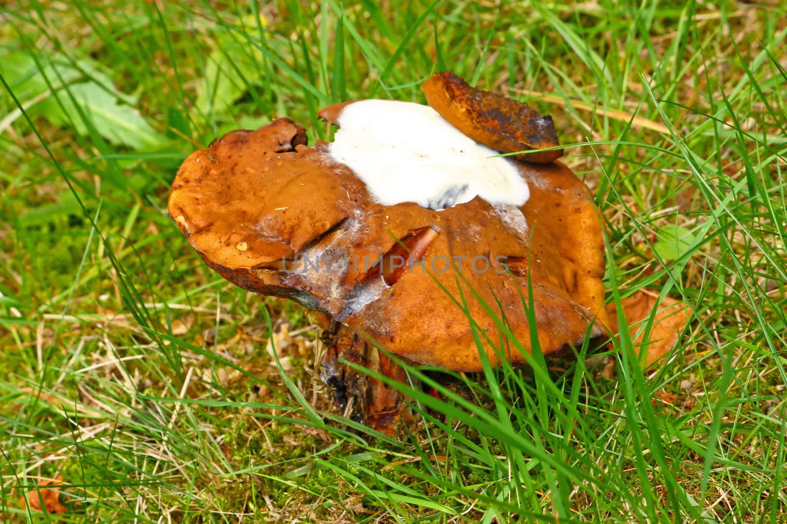 Porcini mushroom in a forest glade