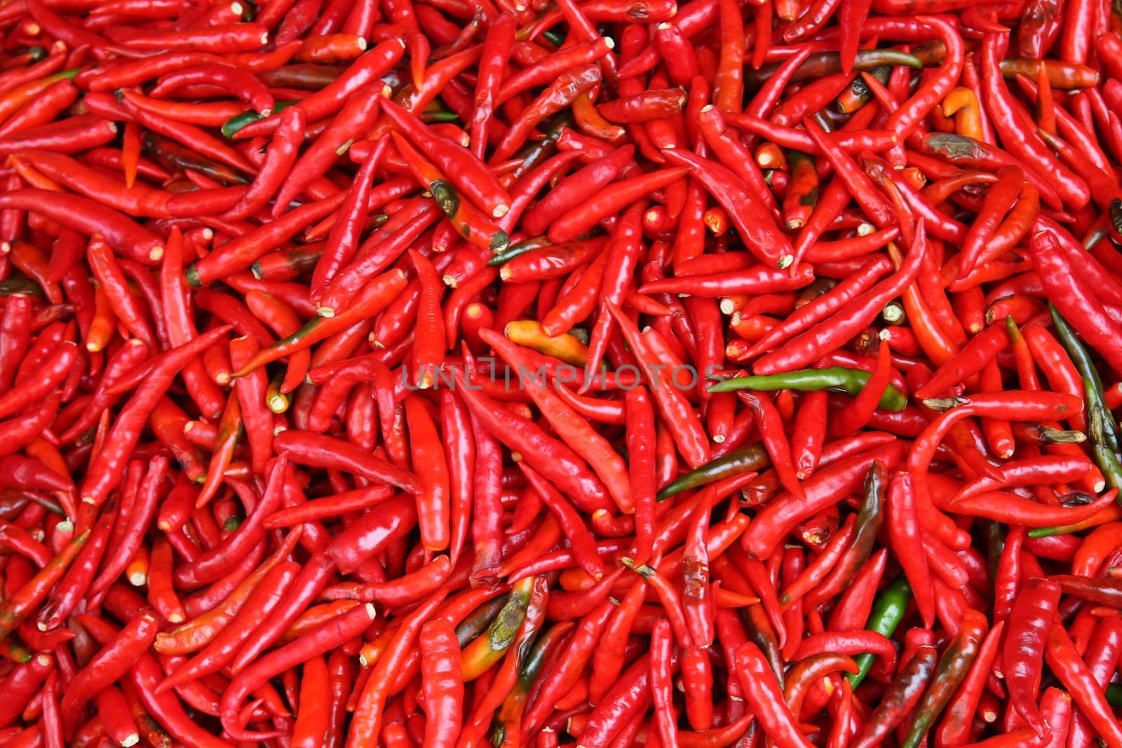 Hot Red Chillies