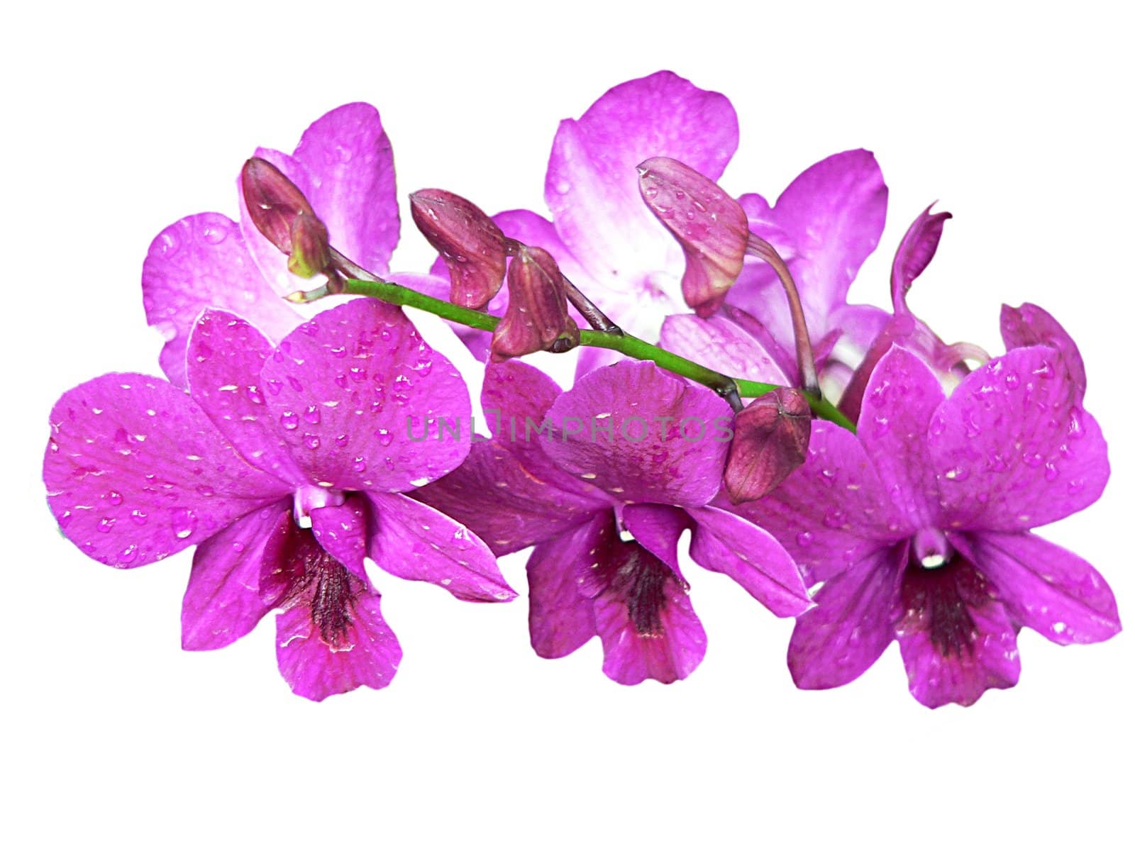 Purple Orchids on White Background