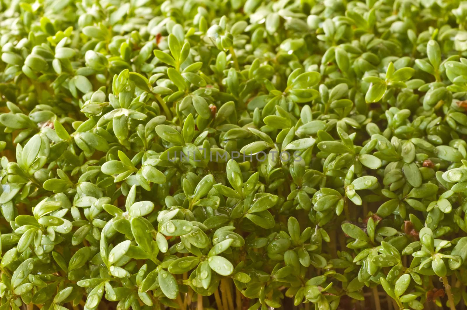 cress by Jochen