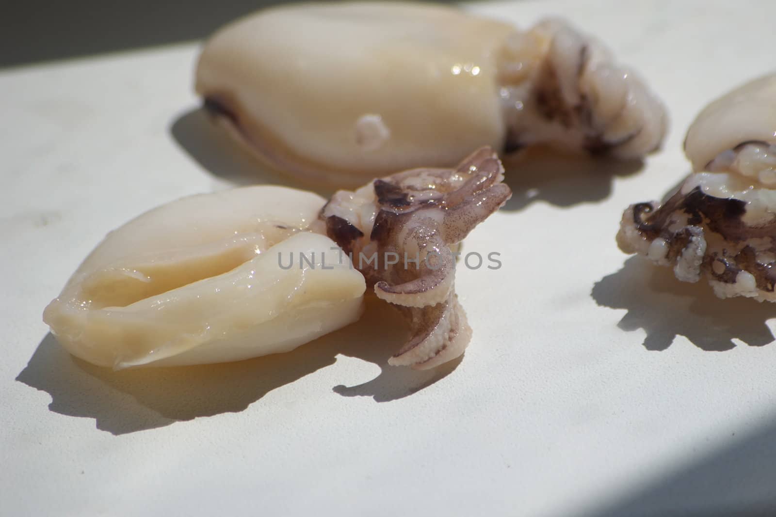 macro photo of the squid caughted seaborne