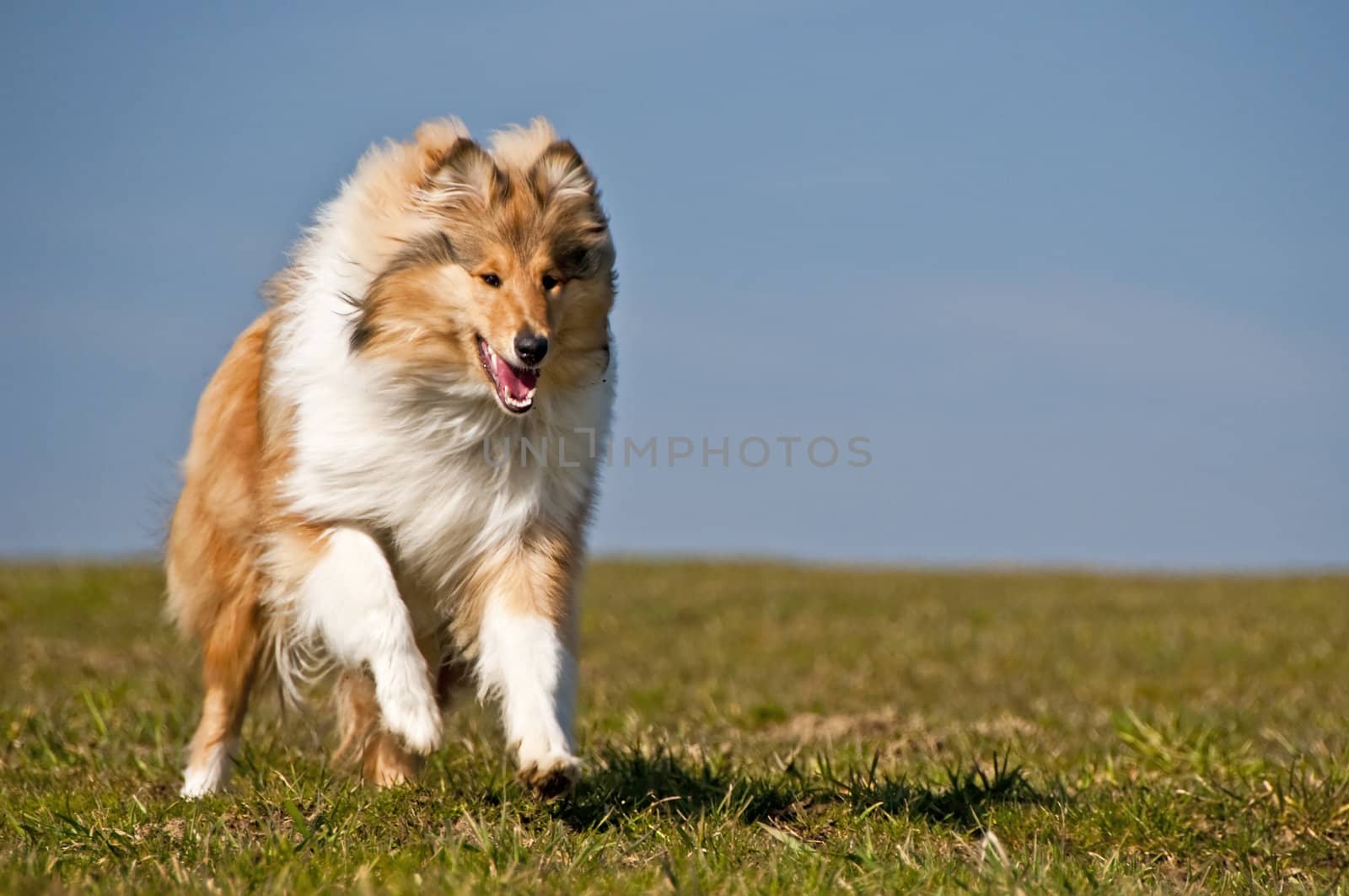 collie running