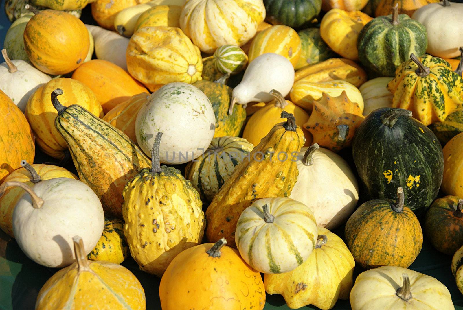 Ornamental pumpkins on farmers market in Autumn