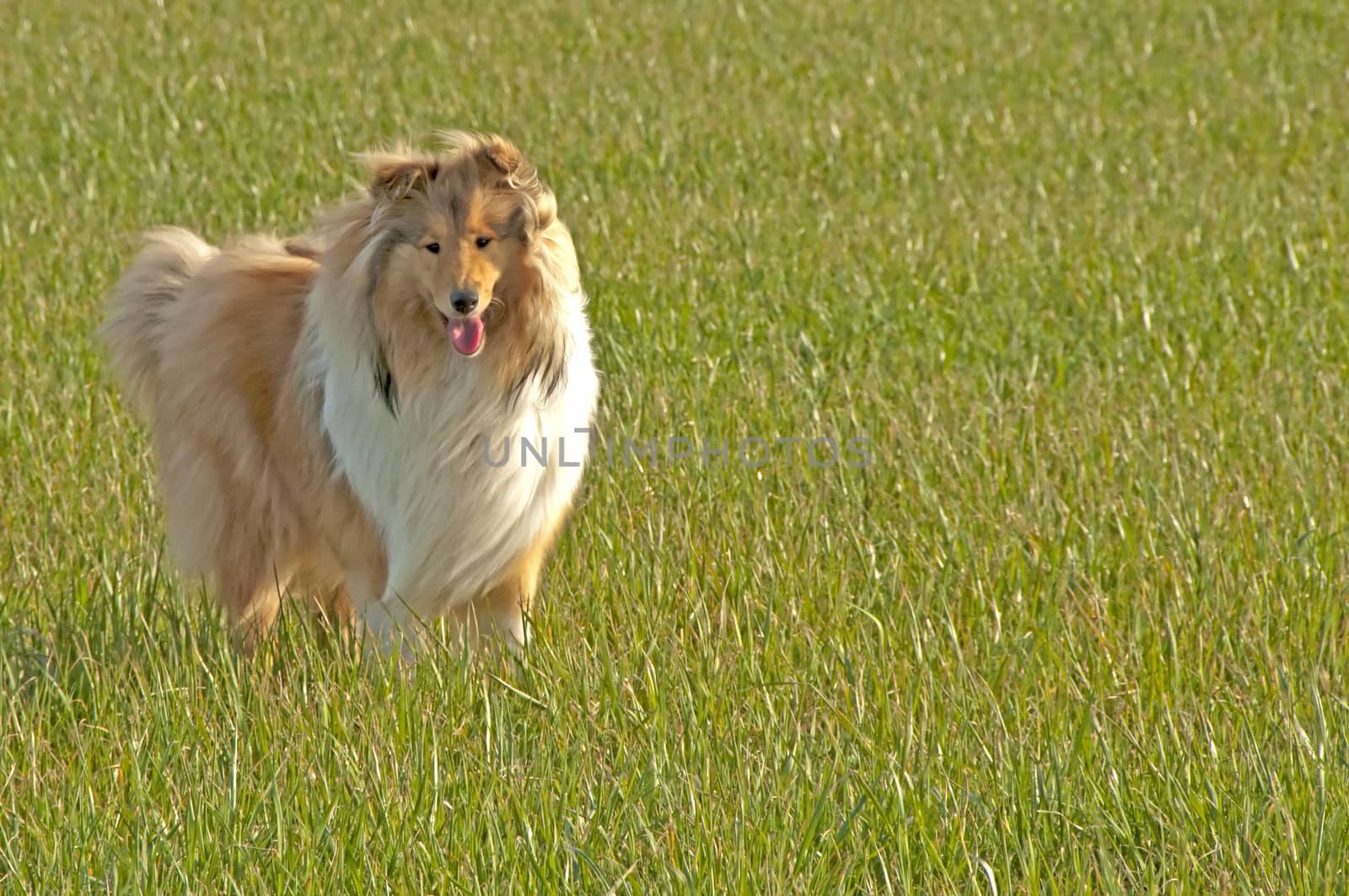 british collie