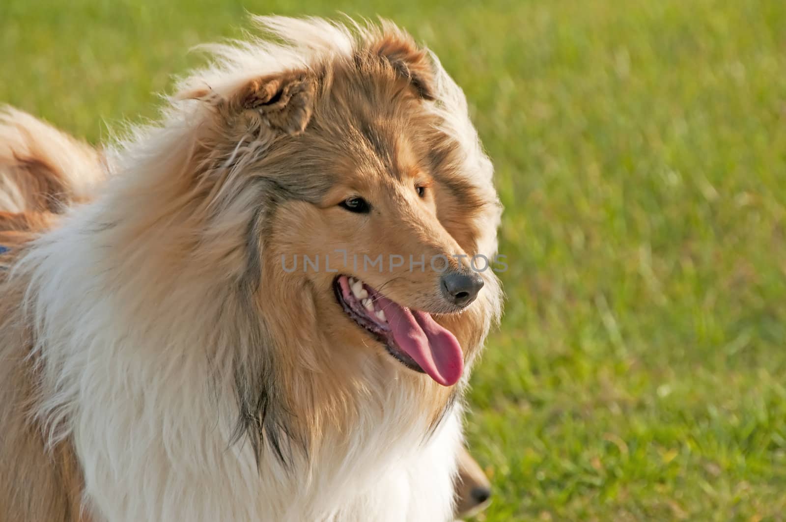 closeup of a british collie