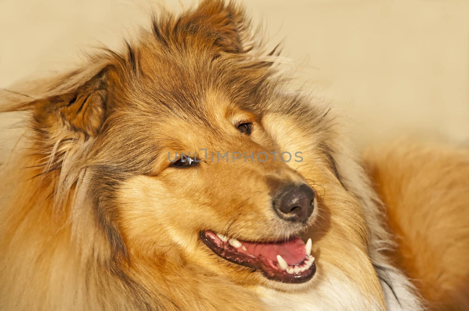 collie closeup by Jochen