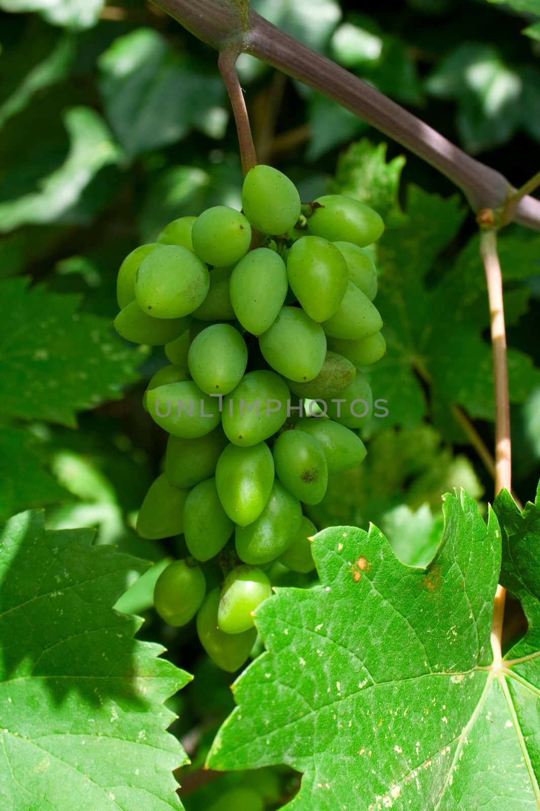 Cluster of unripe grapes on a rod. A close up