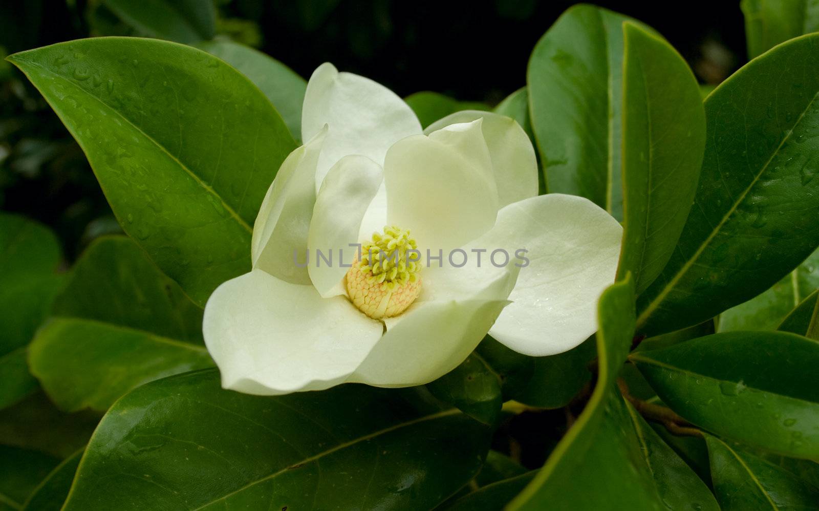 Magnolia flower by Kriblikrabli
