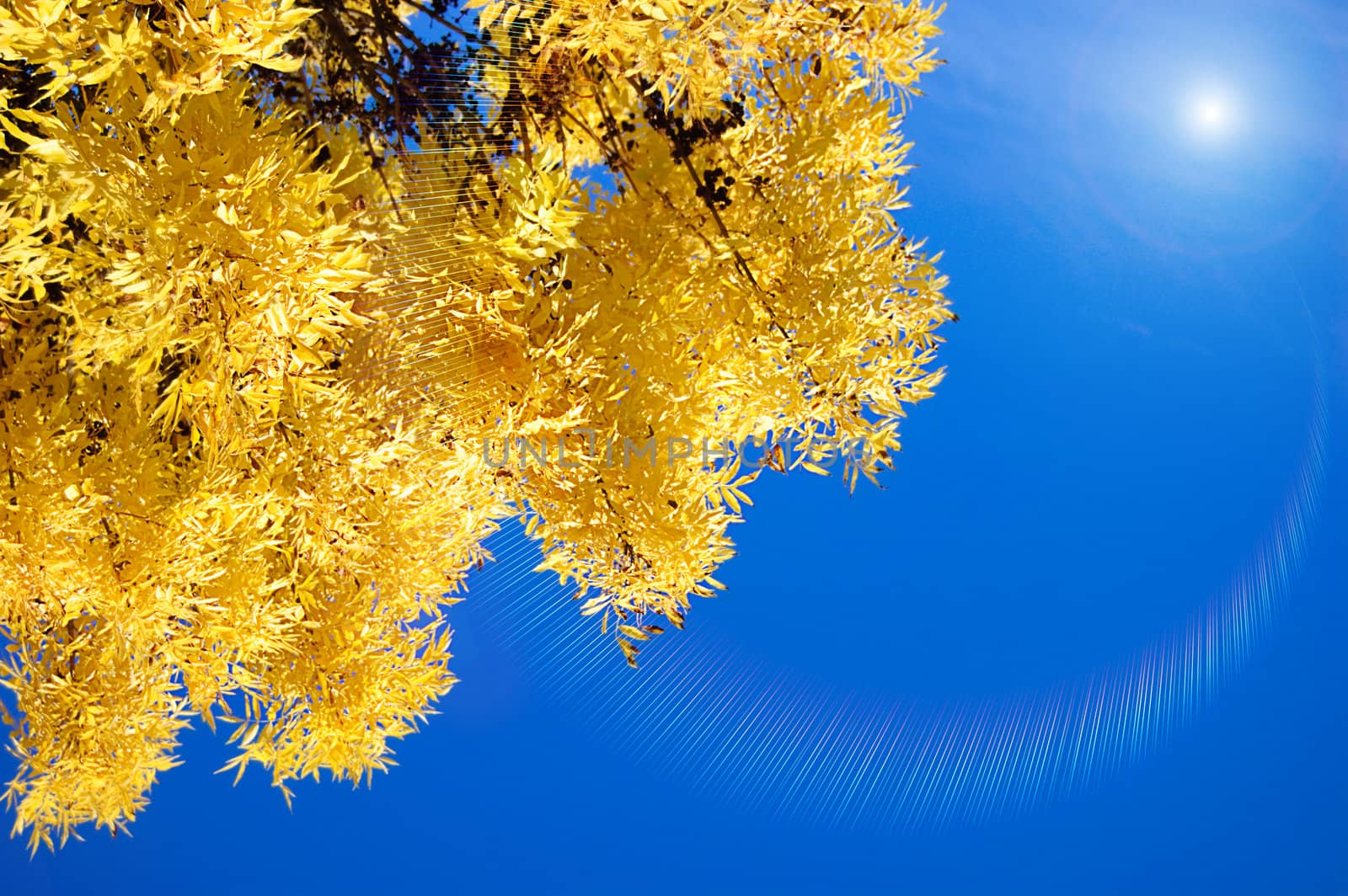 Yellow leaves on a background of sky and sun