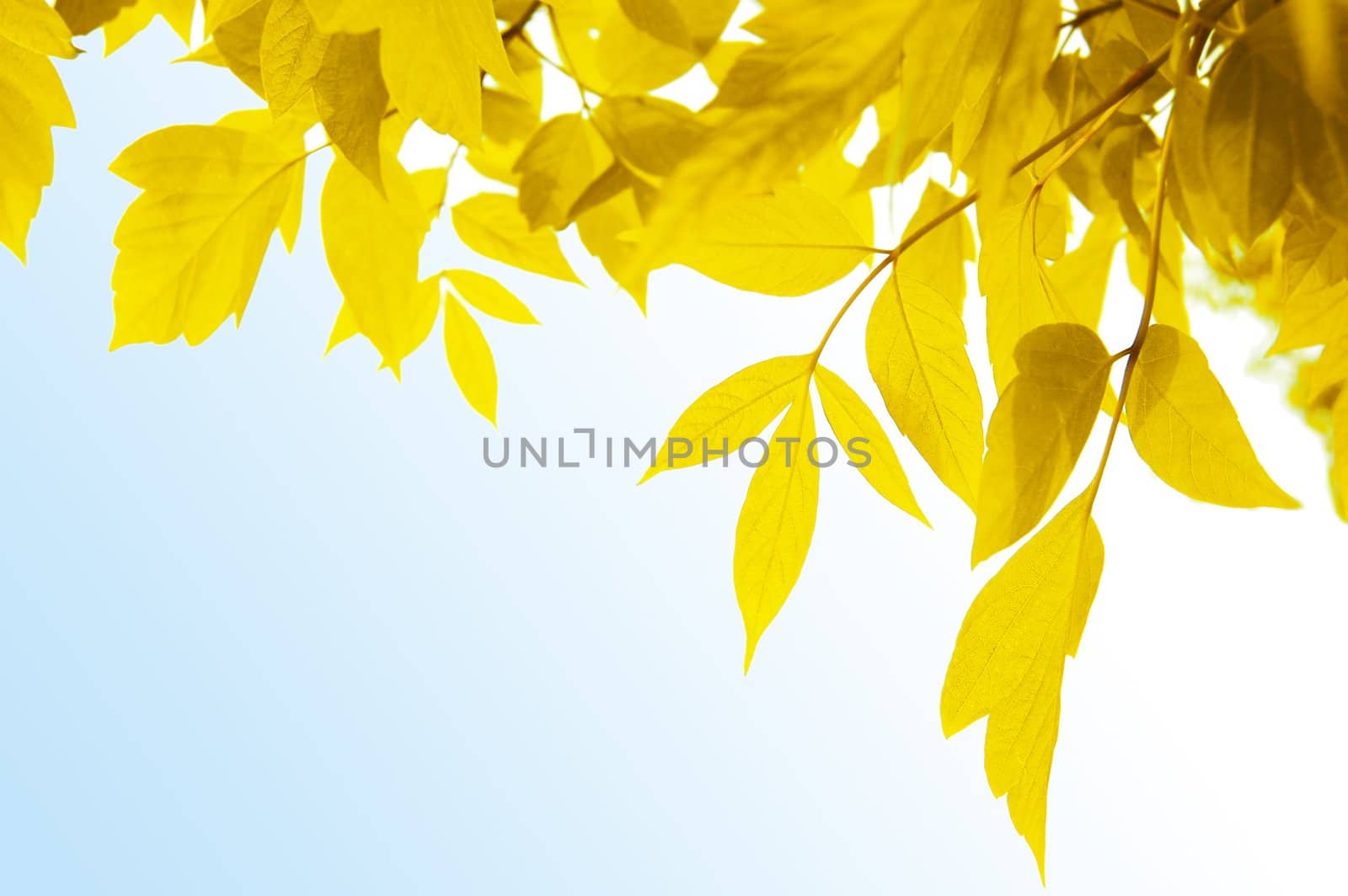 Frame of yellow leaves over light blue background