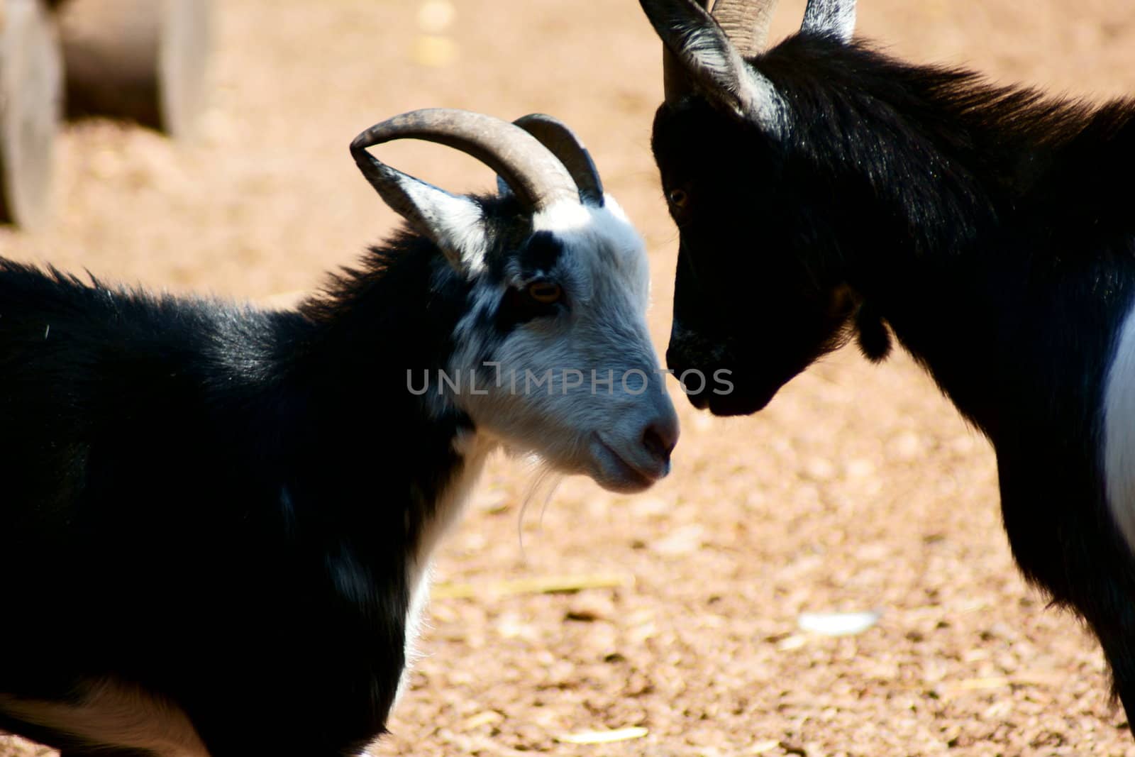 Goat in Polish Zoo in Gdansk City