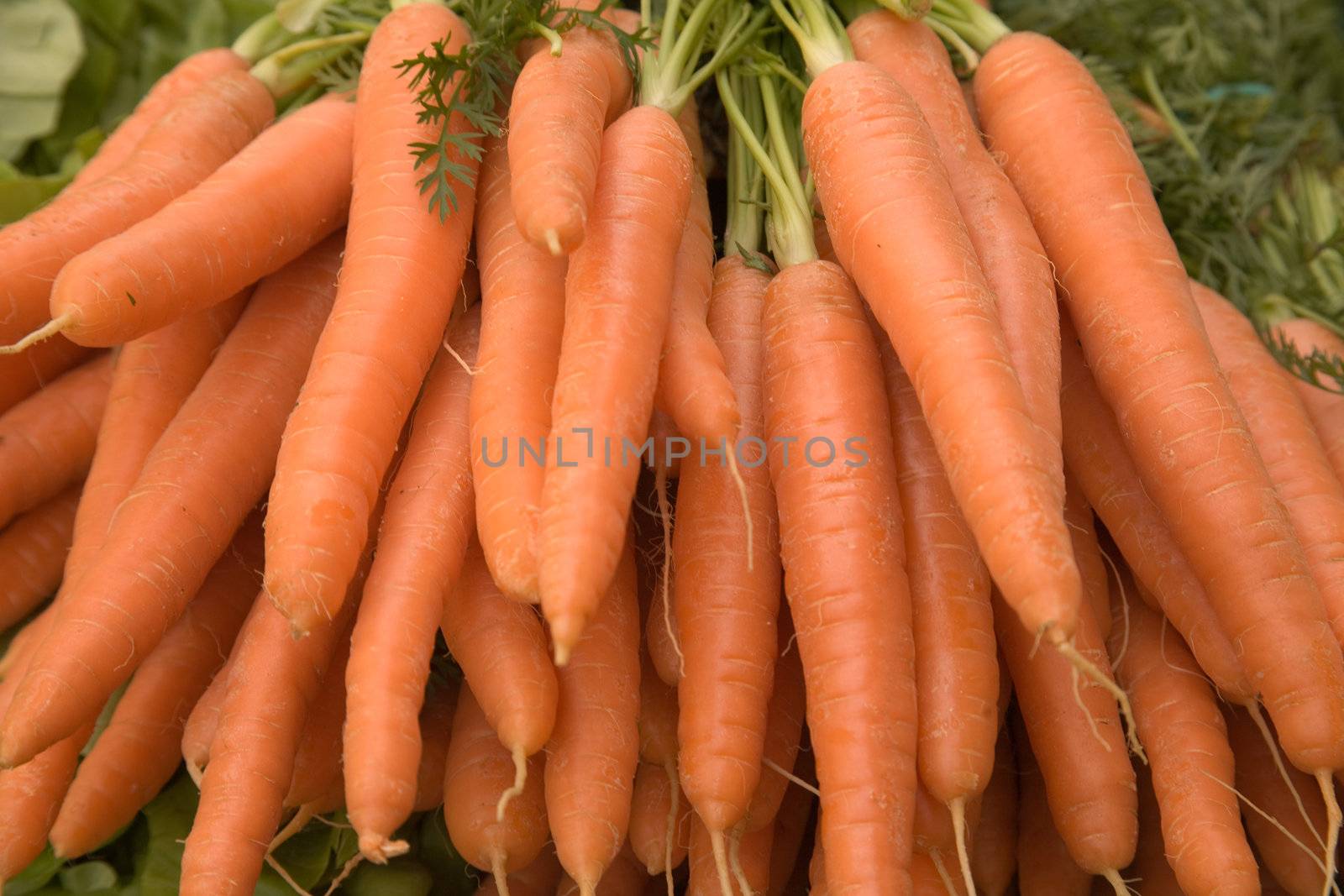 Fresh and ripe bunch of orange carrots on market stall.