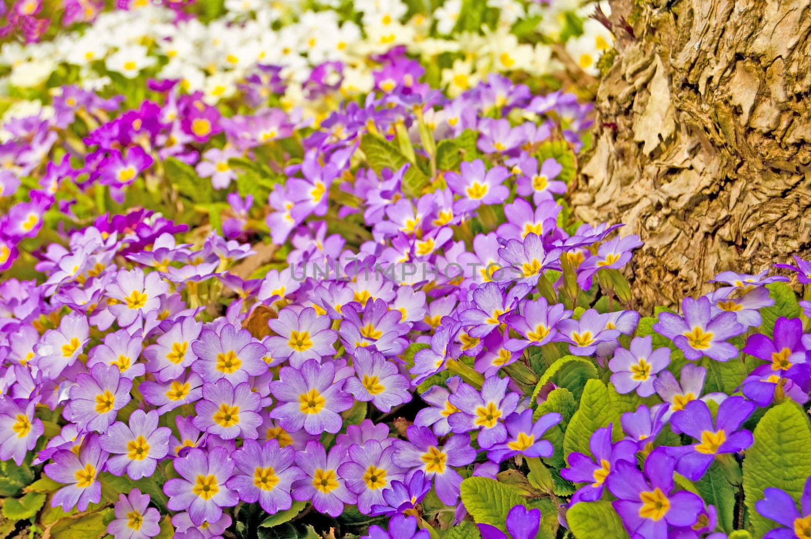 primroses in a garden