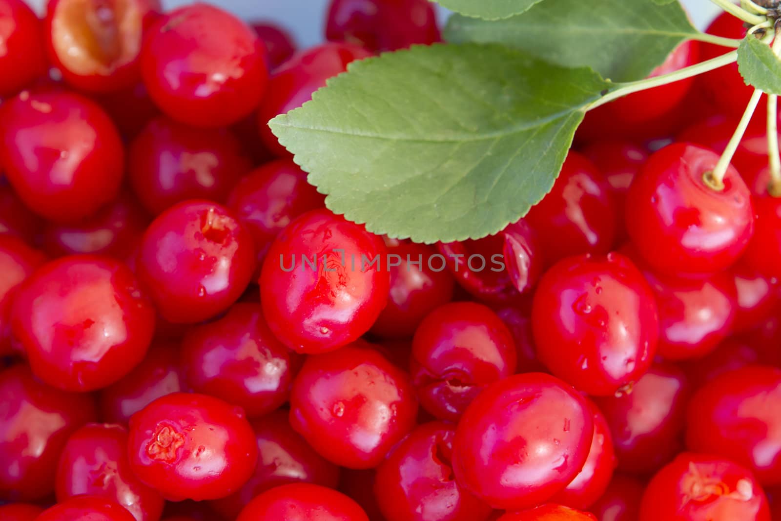 Pitted sour cherries with complimenting cherry leaf
