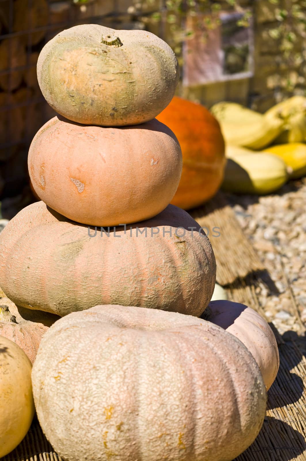 beautiful fresh pumpkins in the sunshine in autumn