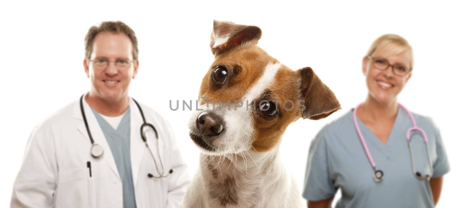 Adorable Jack Russell Terrier and Veterinarians Behind Isolated on a White Background.