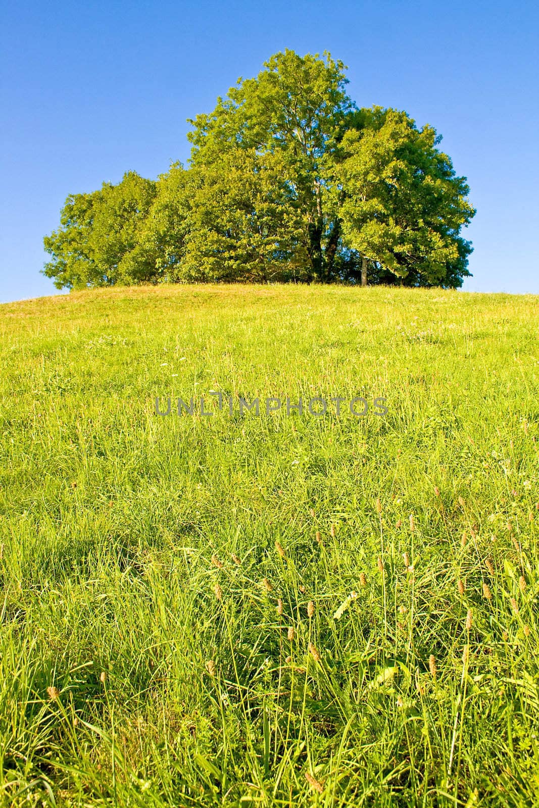 Idyllic meadow with tree