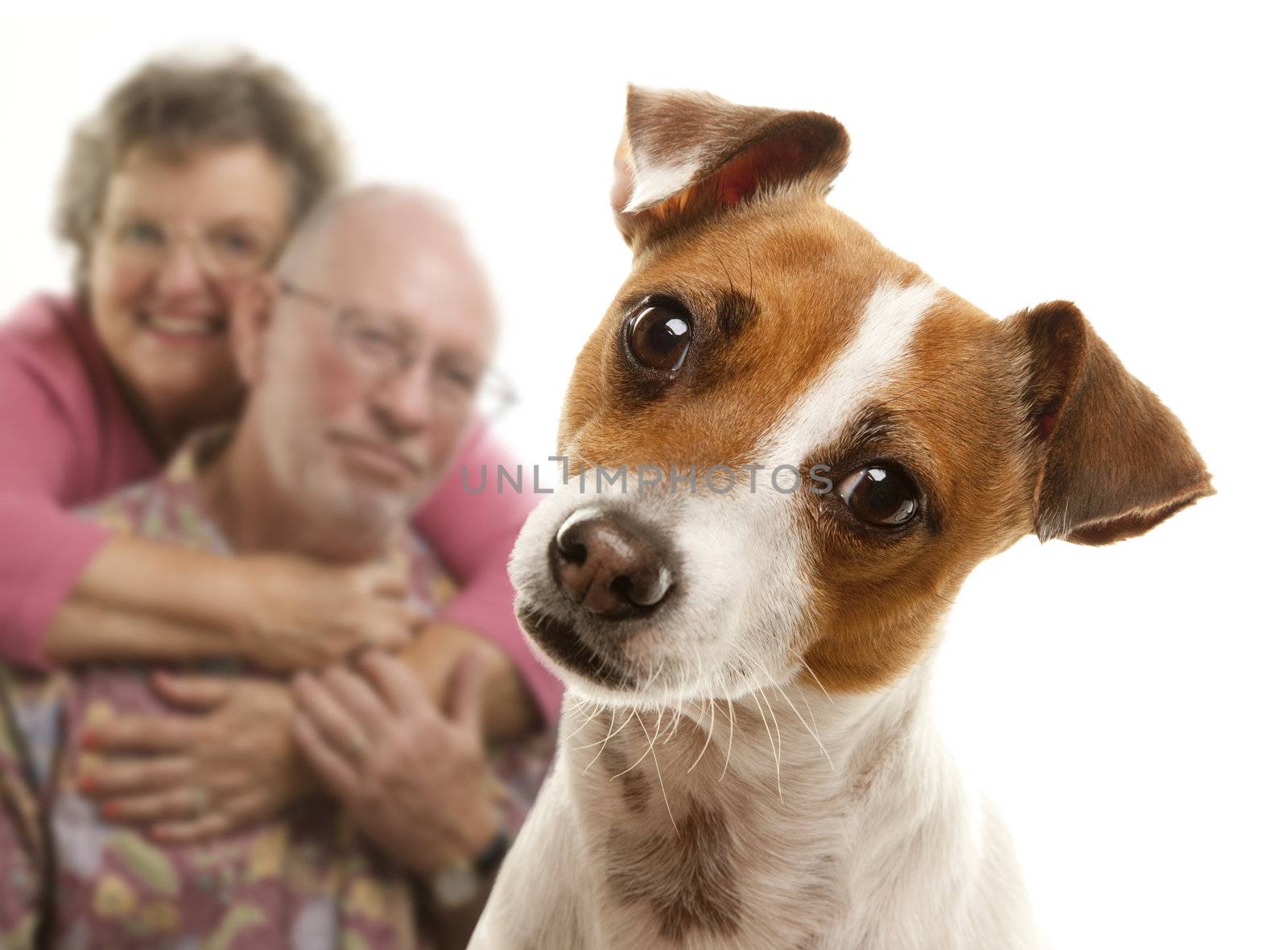 Portait of an Adorable Jack Russell Terrier by Feverpitched