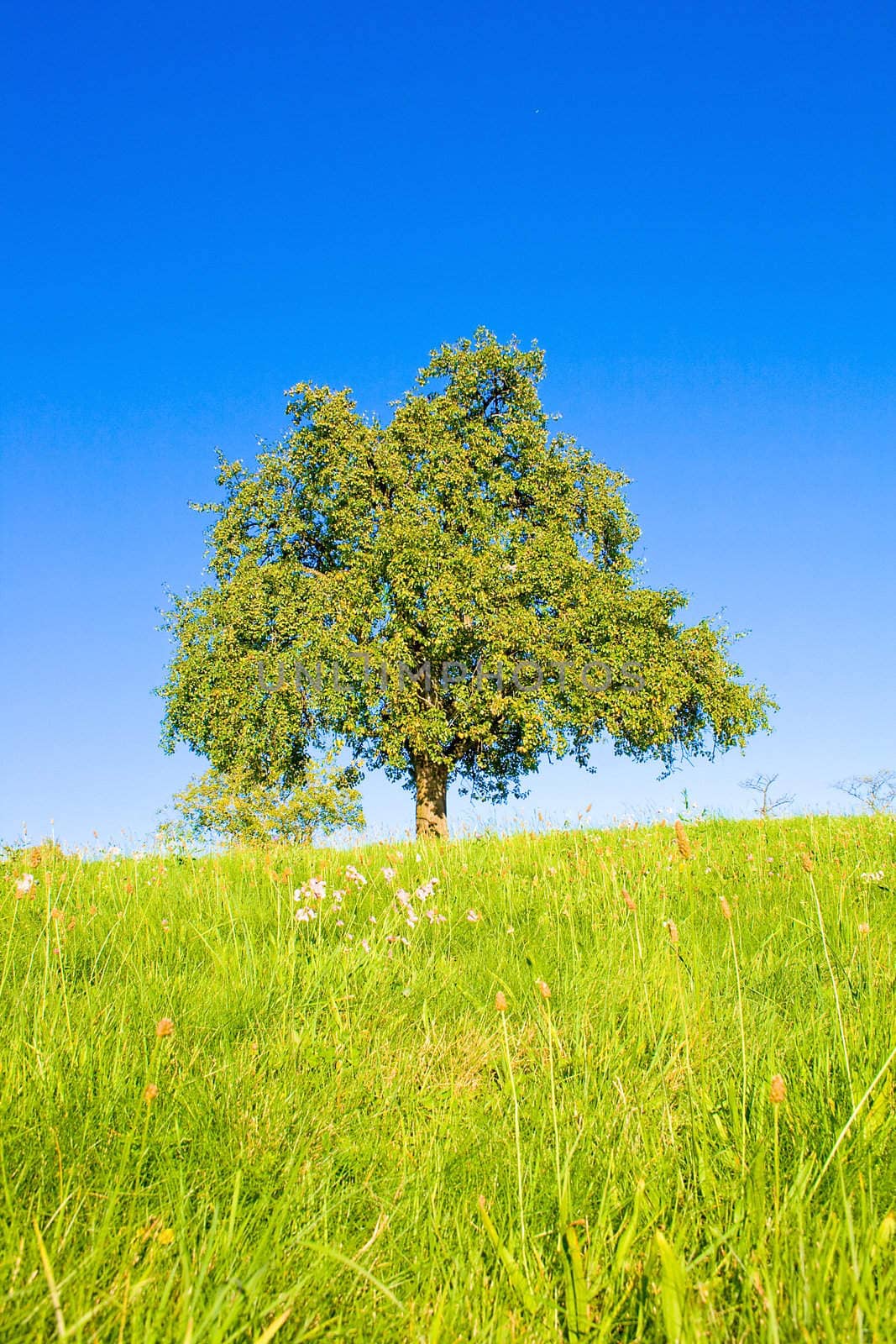 Idyllic meadow with tree by juweber