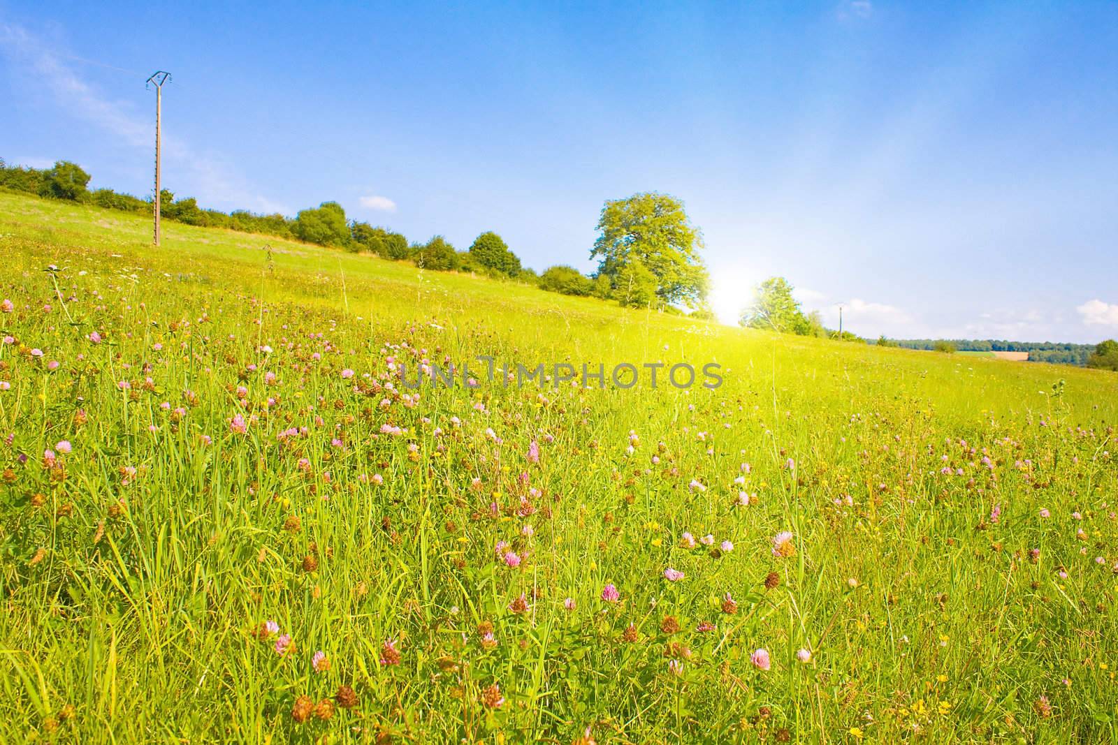 Idyllic lawn with sunlight in summer