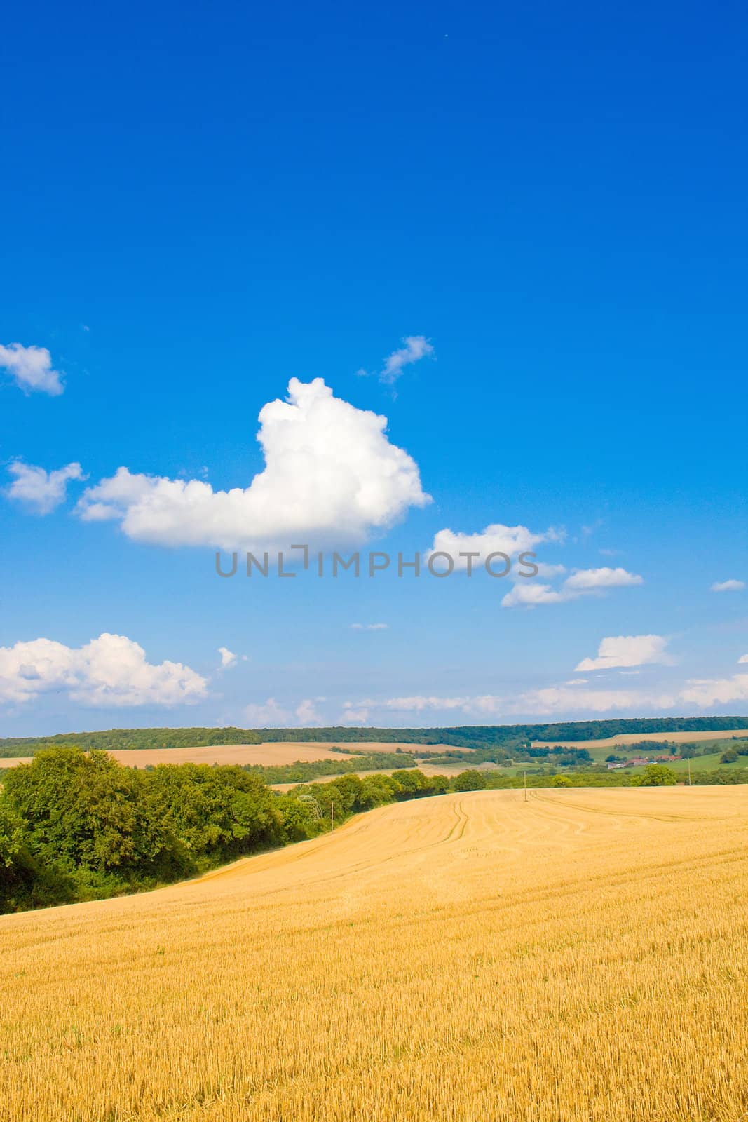 Golden field by juweber