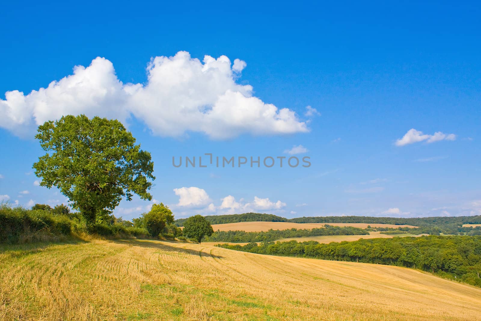 Golden field by juweber